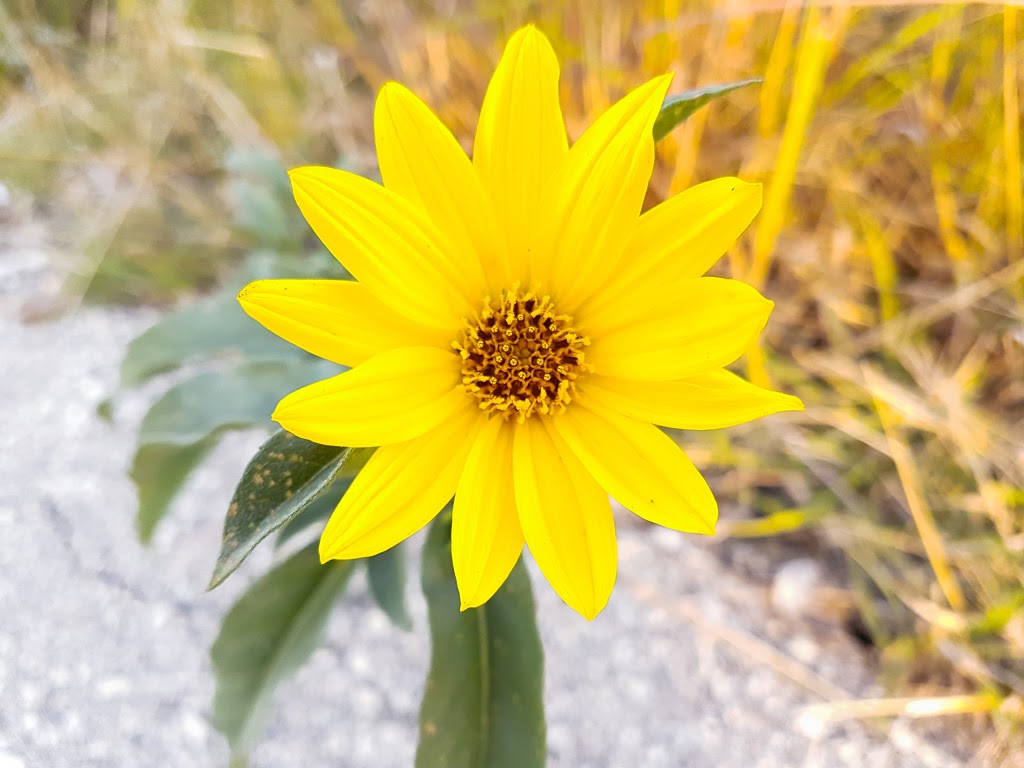 Ken Oblik Greenway Park | 105 Autumnview Dr, Winnipeg, MB R3Y 1S3, Canada