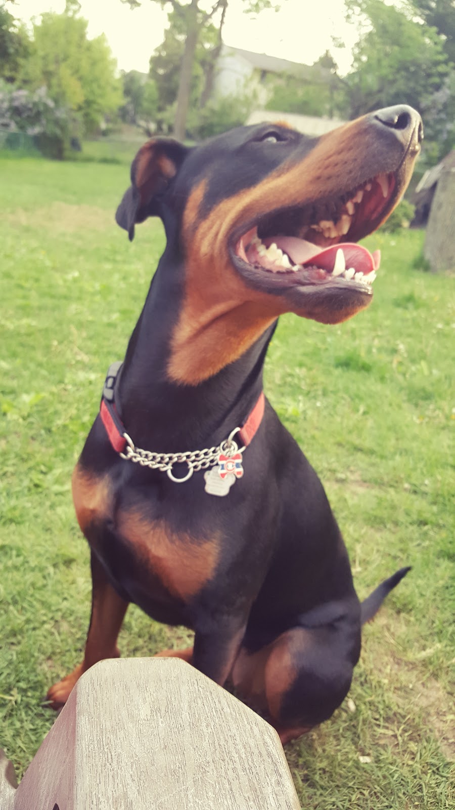 Sims Animal Hospital | 496 Discovery Ave #8, Kingston, ON K7K 7E9, Canada | Phone: (613) 531-3334