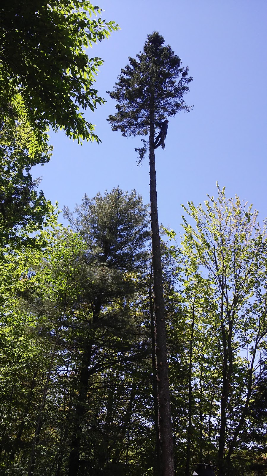 Arboriculture Du Nord | 32 Chem. du Lac Maillé, Saint-Hippolyte, QC J8A 1J8, Canada | Phone: (450) 438-9014