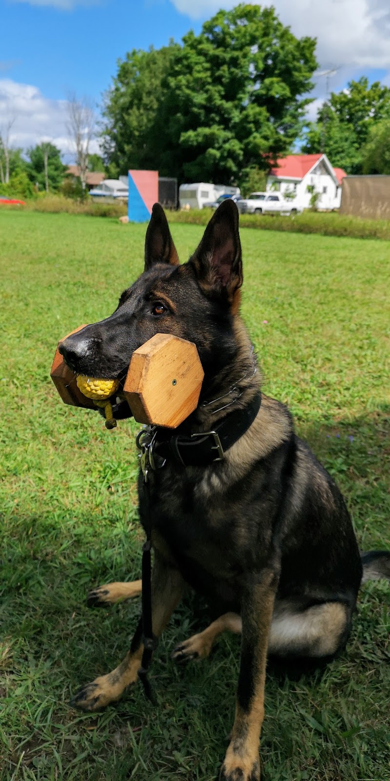 K9 Mechanix Dog Training | 383 County Rd 41, Kirkfield, ON K0M 2B0, Canada | Phone: (705) 309-5230