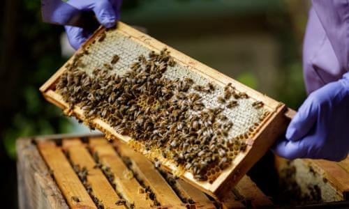 Bee Symphony Apiary | 1051 Frank Cooper Trail, Gravenhurst, ON P1P 1R3, Canada | Phone: (416) 722-0572