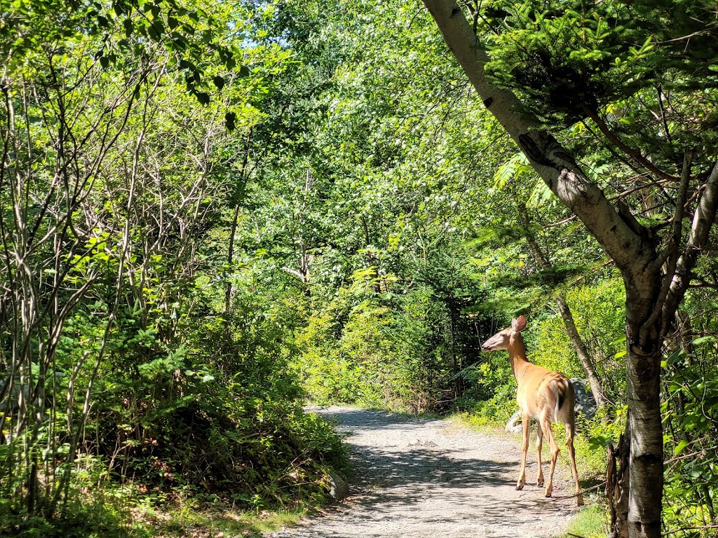 Thomas Raddall Provincial Park | 529 Raddall Park Rd, Port Joli, NS B0T 1S0, Canada | Phone: (902) 683-2664