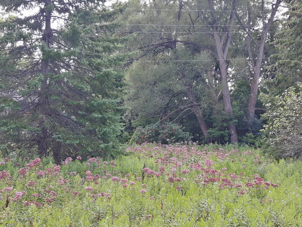 King City Trail | 13190 Keele St, King City, ON L7B 1J2, Canada | Phone: (905) 833-5321