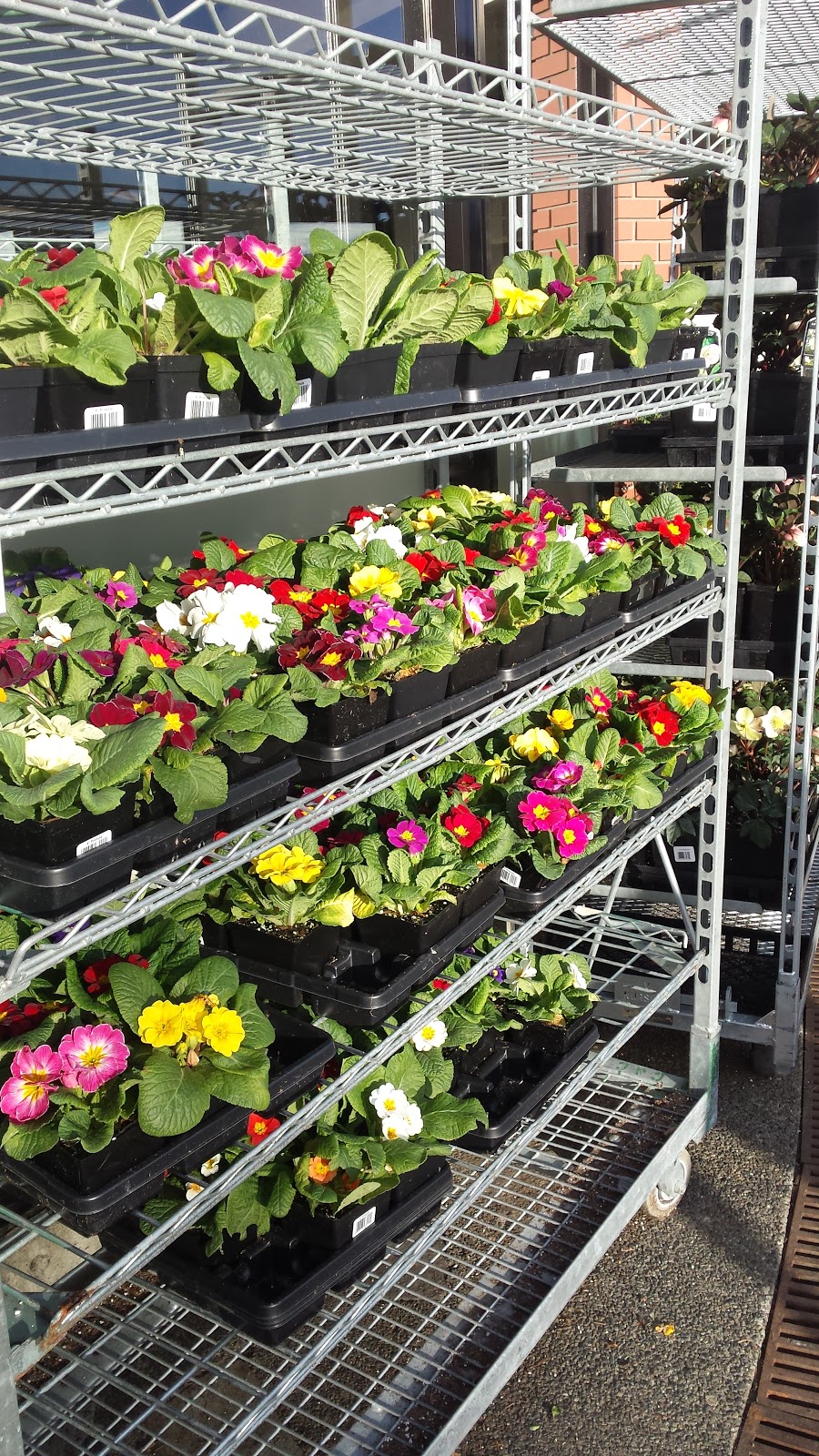 Thrifty Foods | 9810 Seventh St, Sidney, BC V8L 4W6, Canada | Phone: (250) 656-0946