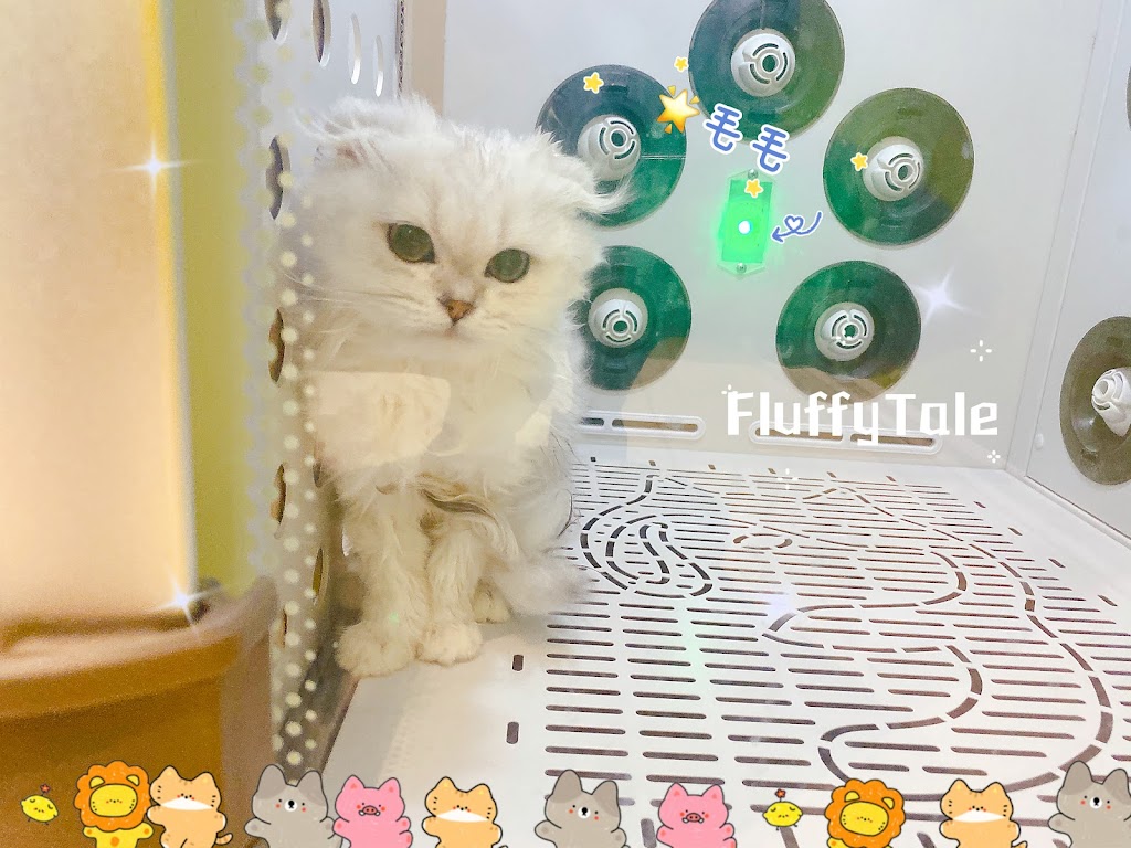 Fluffytale Pet 毛茸茸 | 2 Corby Rd Unit 3, Markham, ON L3R 8A9, Canada | Phone: (437) 345-2083