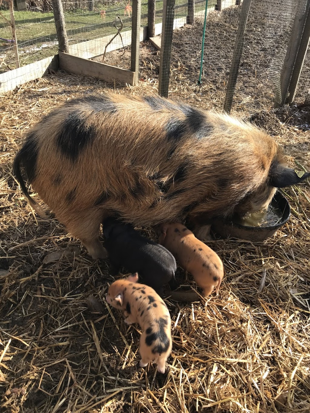 Heritage Life Farm | 1144 N Range Crossing Rd, Barton, NS B0W 1H0, Canada | Phone: (902) 972-1140