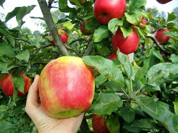Willow View Farms | 288 McCallum Rd, Abbotsford, BC V2S 8A2, Canada | Phone: (604) 854-8710