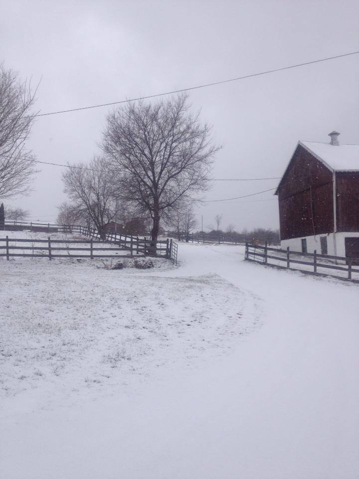 Eddo Hoekstra Dressage | 2833 County Rd 29, Peterborough, ON K9J 6X5, Canada | Phone: (705) 876-9242