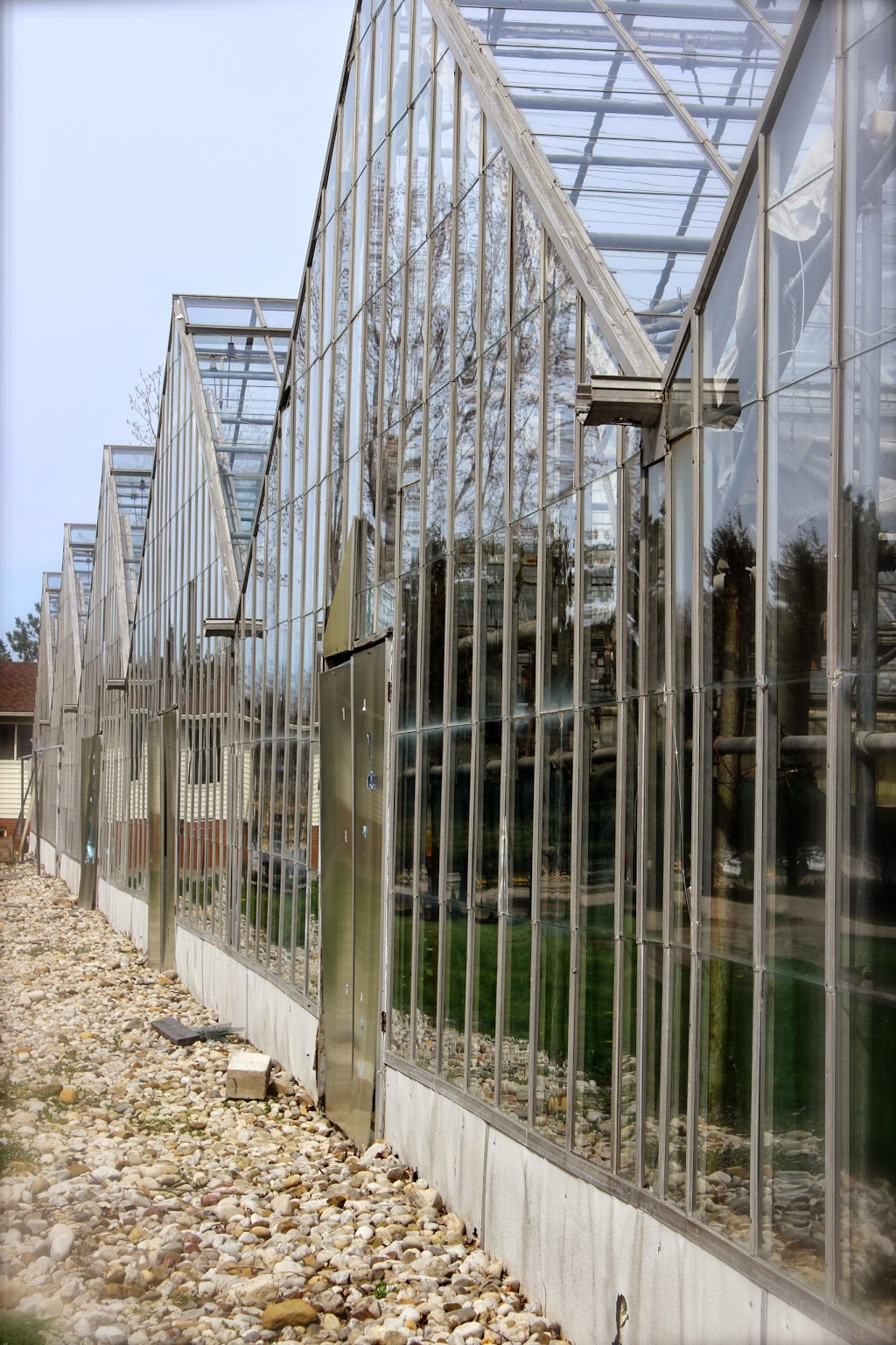 Prince Greenhouses | 687003 Oxford 2, Princeton, ON N0J 1V0, Canada | Phone: (226) 802-4519