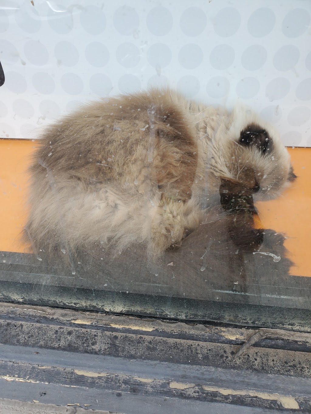 Boutique d’animaux Chico Boisbriand | 39 Chem. de la Grande-Côte, Boisbriand, QC J7G 1C8, Canada | Phone: (450) 430-8485