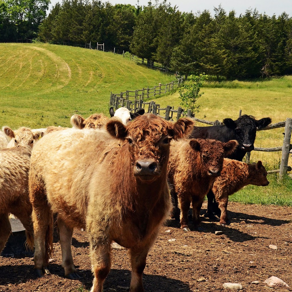 Plainfield Heritage Farm | 105 Shannon Rd, Plainfield, ON K0K 2V0, Canada | Phone: (613) 403-6050