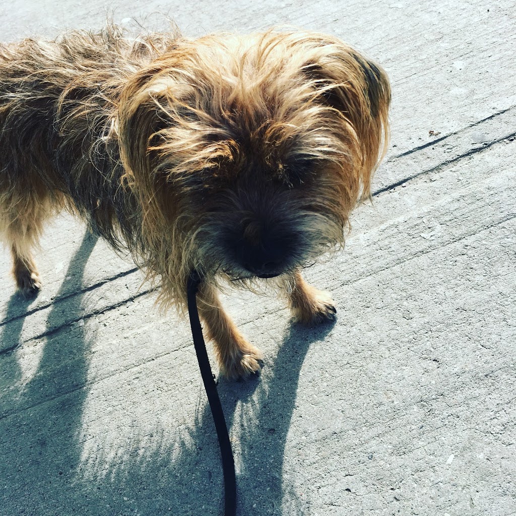 Richview Animal Hospital | 250 Wincott Dr unit 33, Etobicoke, ON M9R 2R5, Canada | Phone: (416) 245-8805