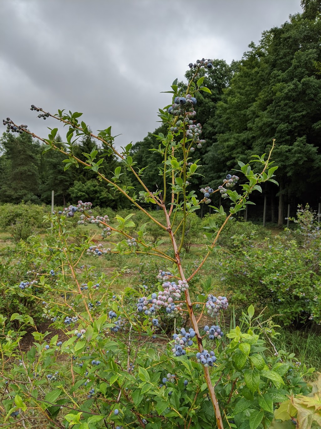 Bayfield Berry Farm | 77697 Orchard Line, Bayfield, ON N0M 1G0, Canada | Phone: (519) 482-1666