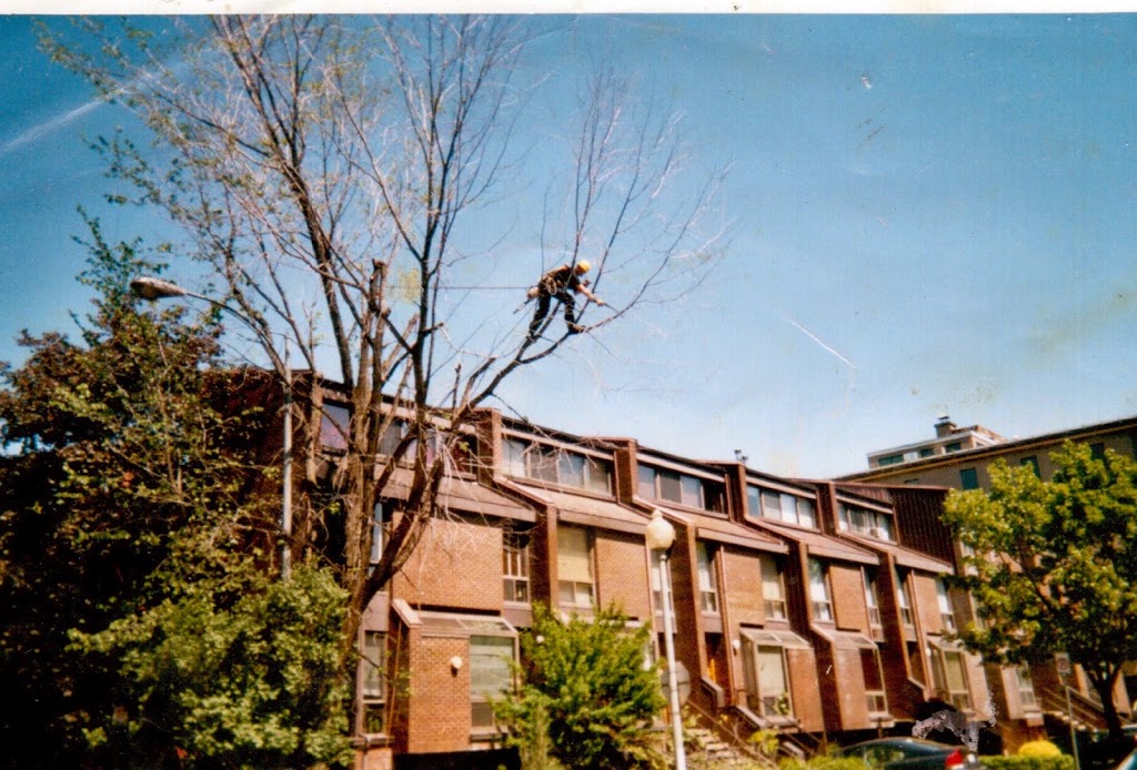 Simon Létourneau Arboriculteur | 229 Rue Taillon O, Saint-Basile-le-Grand, QC J3N 1E5, Canada | Phone: (450) 653-0238