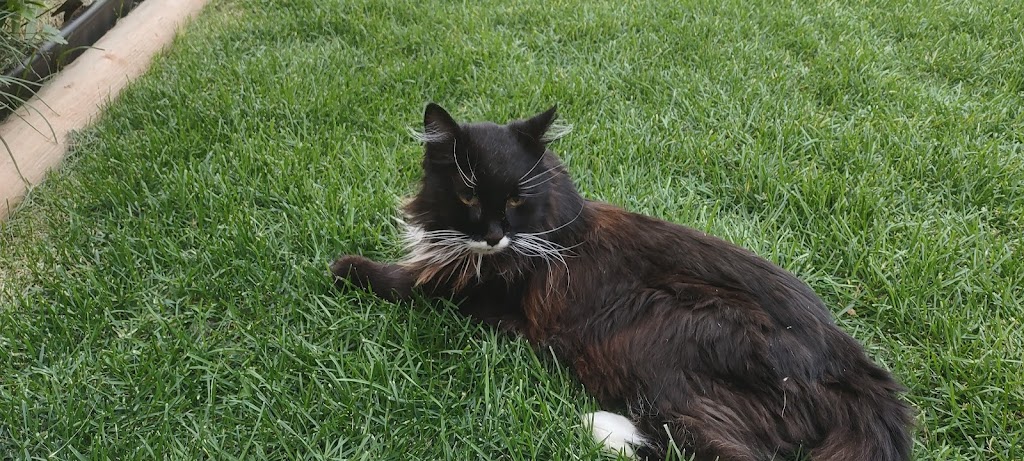 Coulee Veterinary Clinic | 6 Aquitania Blvd W #40, Lethbridge, AB T1J 5L4, Canada | Phone: (403) 898-0321