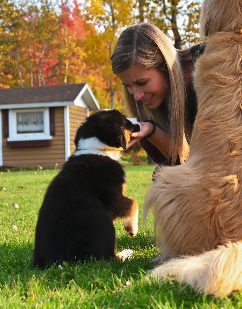 Bella et ses bêtes | 1137 Place Bédard, Frontenac, QC G6B 0G4, Canada | Phone: (873) 550-8531