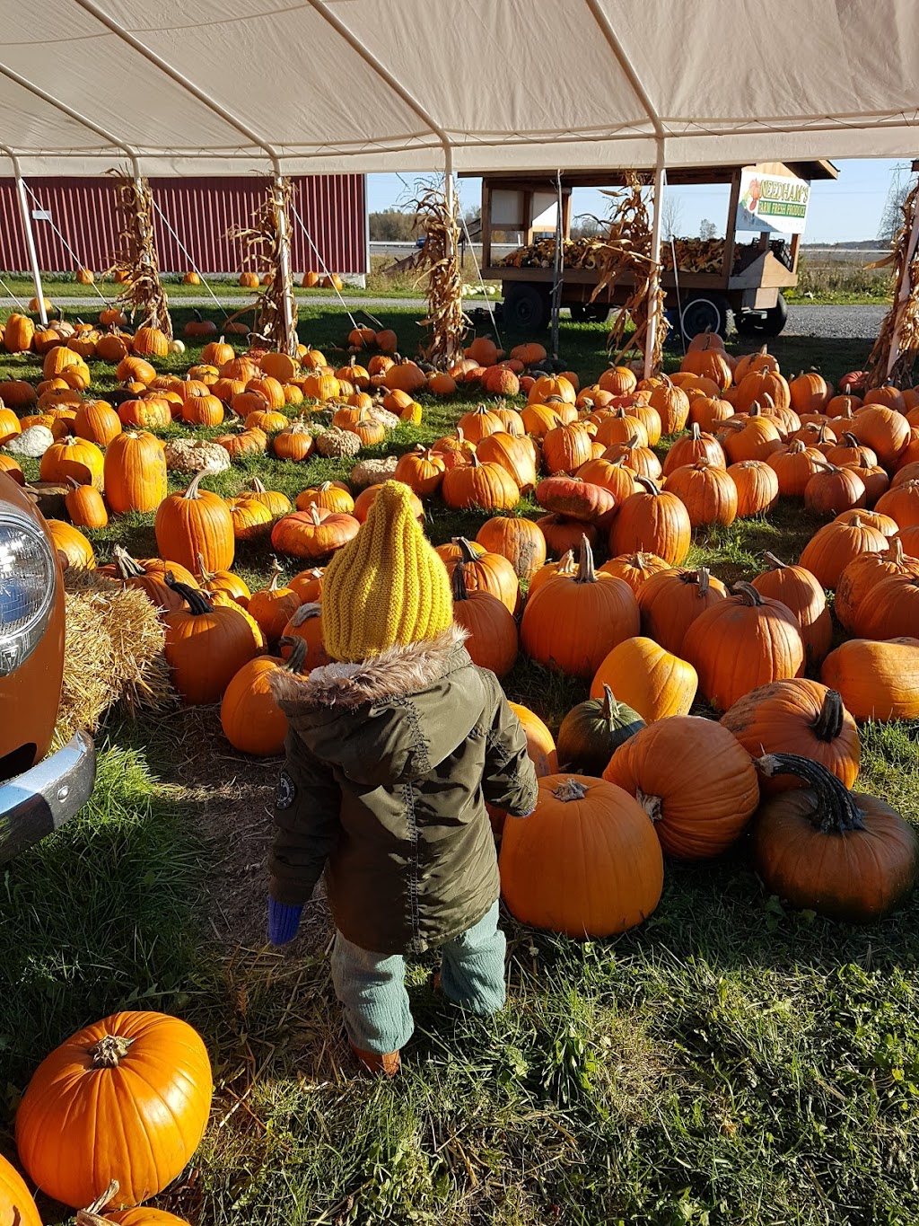 Needhams Market Garden | 1335 Ottawa Rd 29, Arnprior, ON K7S 3G7, Canada | Phone: (613) 983-6082