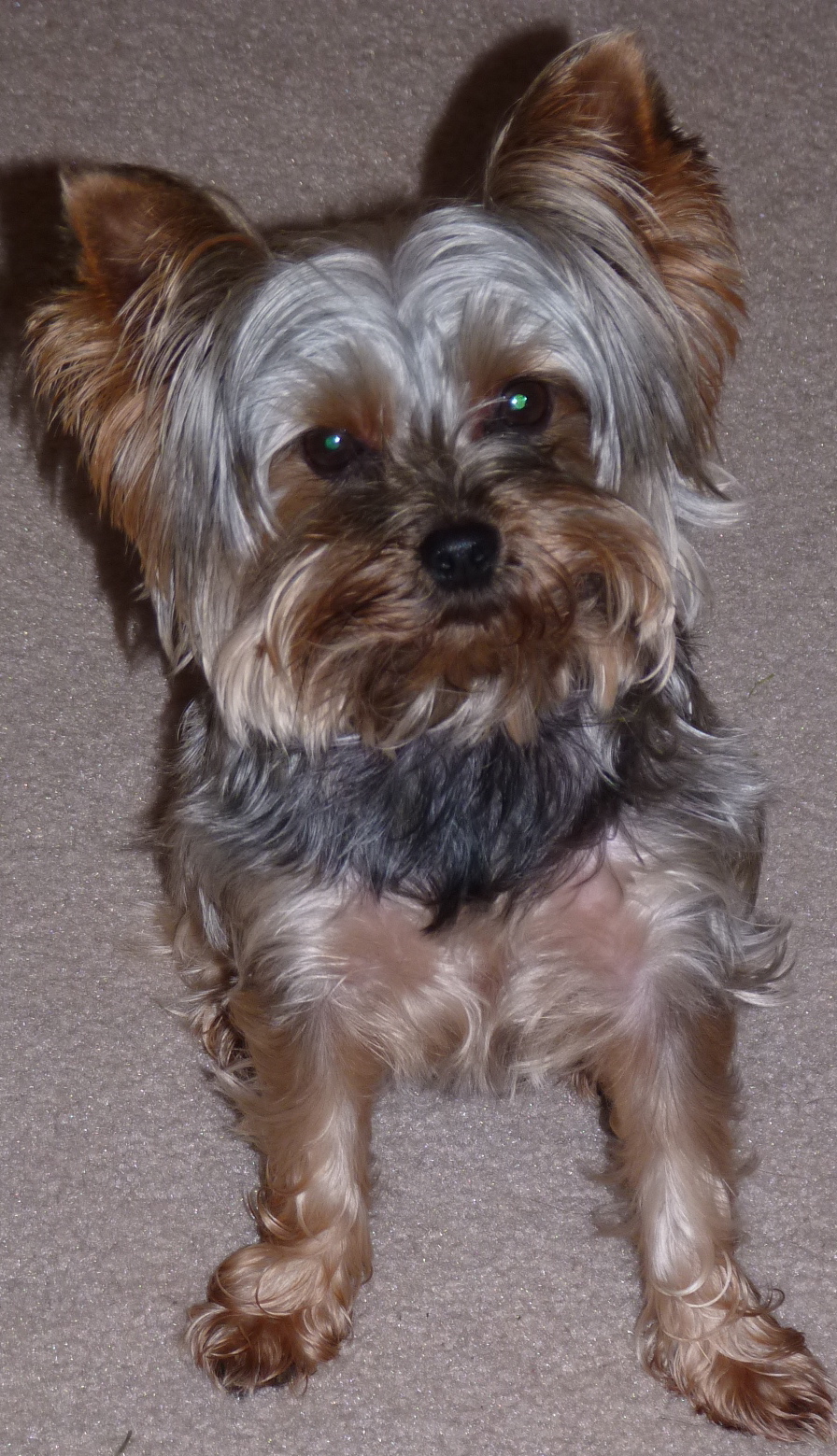 VCA Canada Blueridge-Cove Animal Hospital | 165 Riverside Dr W, North Vancouver, BC V7H 1T6, Canada | Phone: (604) 929-3491