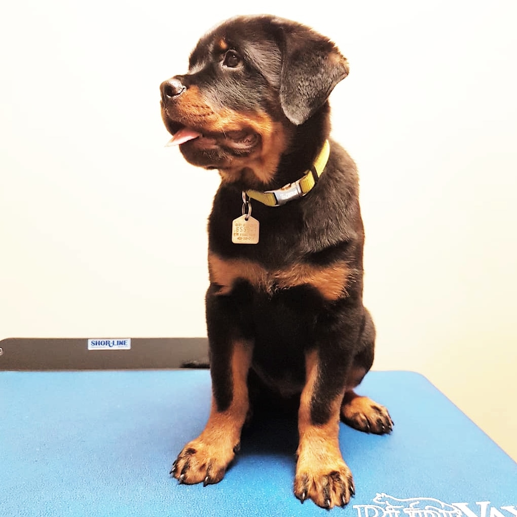 Cochrane Animal Clinic Ltd | 236 River Ave, Cochrane, AB T4C 2C1, Canada | Phone: (403) 932-5875