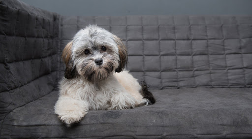 Uberdog Hotel Midtown | 49 Research Rd, East York, ON M4G 2G8, Canada | Phone: (416) 421-2040