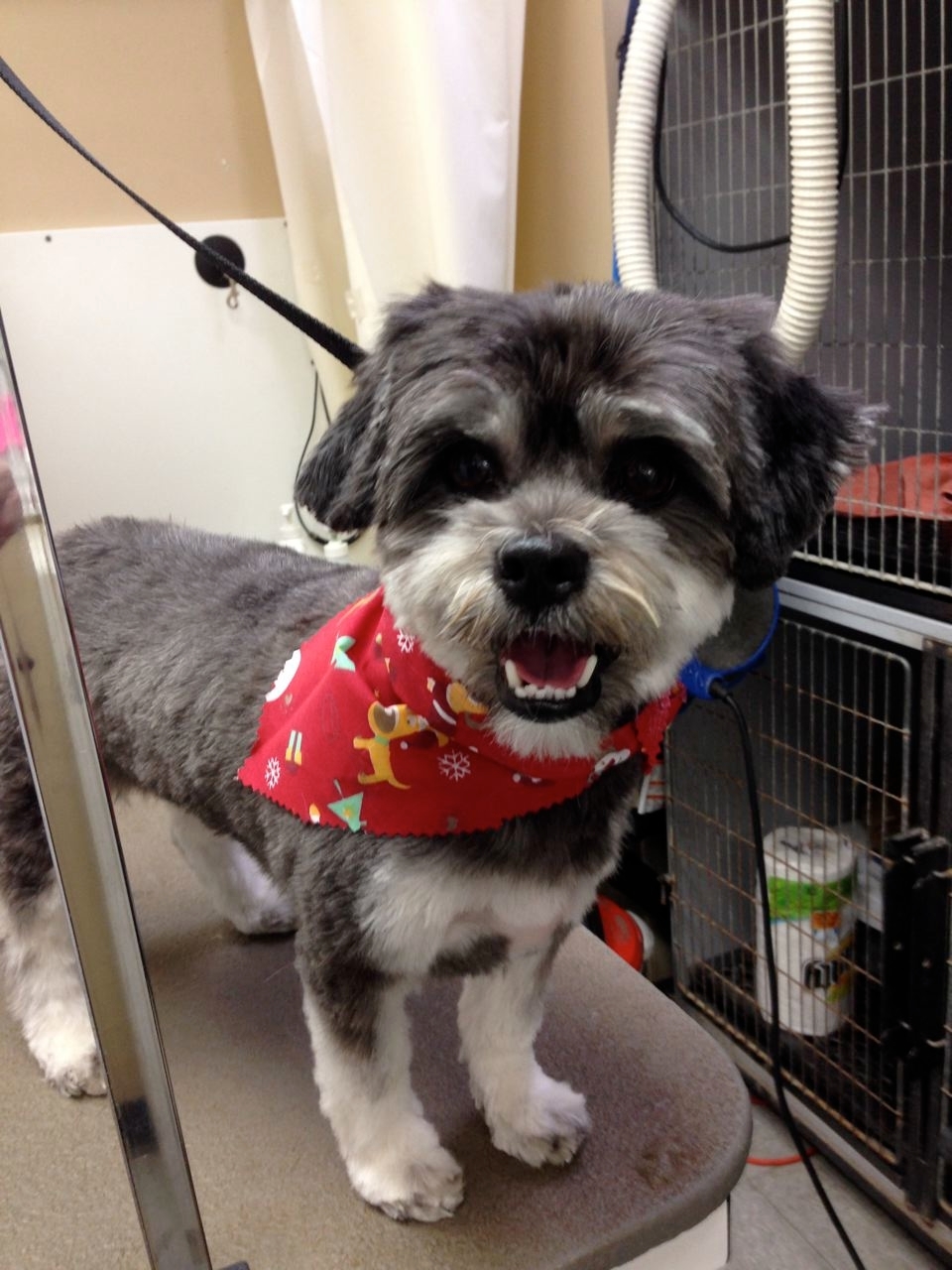 Wags n Whiskers | 3550 Dundas St, Burlington, ON L7M 4B8, Canada | Phone: (905) 616-0025