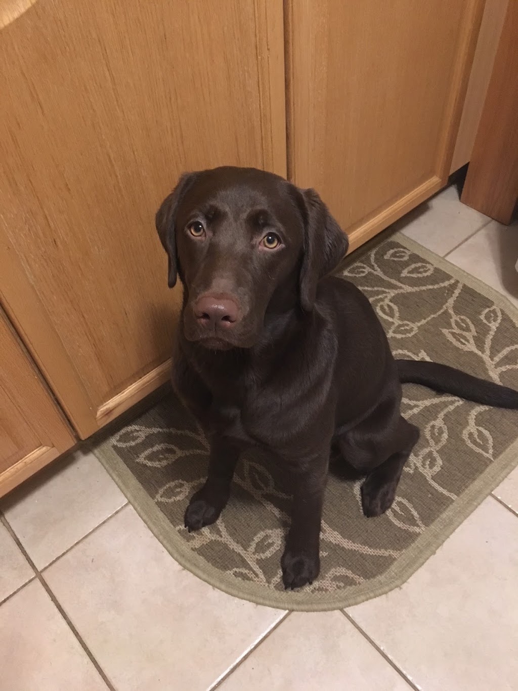 Beautiful Pets | 16 Guelph St, Georgetown, ON L7G 3Z2, Canada | Phone: (905) 702-9333