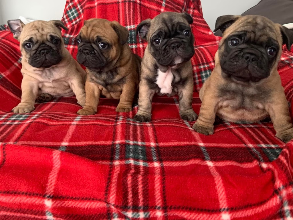 Jaklins Bulldogs. French Bulldog breeder & puppies for adoption | n/a, Manilla, ON K0M 2J0, Canada | Phone: (647) 539-5040