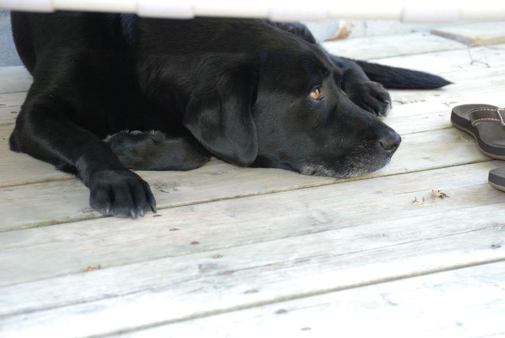 Bellbrae Animal Hospital | 4538 Simcoe County Rd 124, Collingwood, ON L9Y 3Z1, Canada | Phone: (705) 445-5154