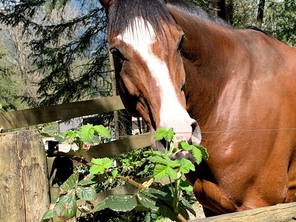 North Shore Equestrian Centre | 1301 Lillooet Rd, North Vancouver, BC V7J 2J1, Canada | Phone: (604) 988-5131