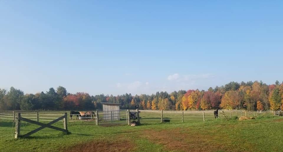 KJ Equestrian | 1326 Barkway Rd, Gravenhurst, ON P1P 1R3, Canada | Phone: (705) 645-7073