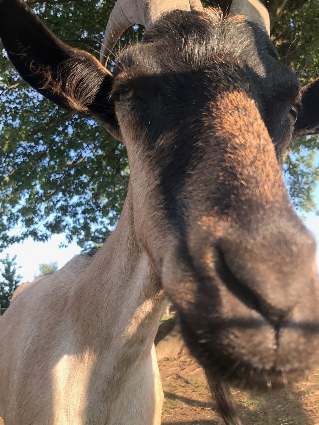 Dara Farm Sanctuary | 2321 Talbot Trail, Wheatley, ON N0P 2P0, Canada | Phone: (519) 331-6907