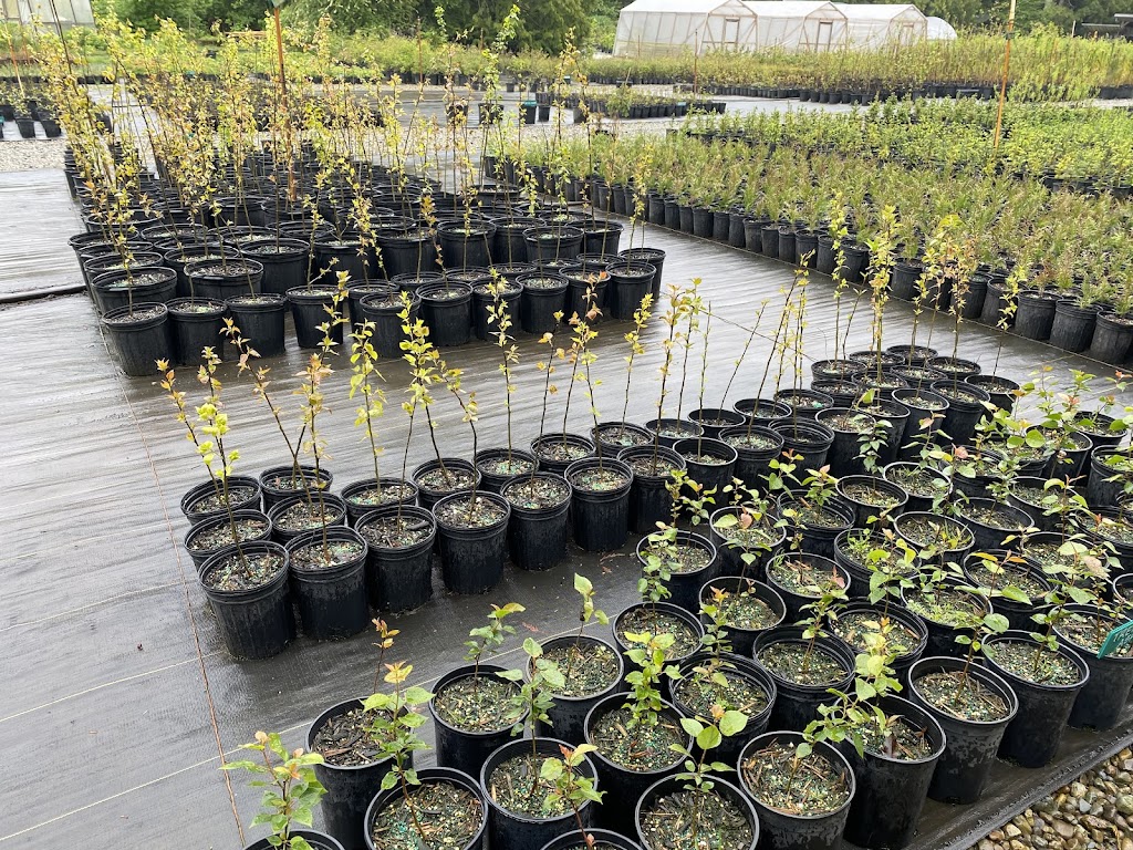 Streamside Native Plants | 7455 Island Hwy W, Bowser, BC V0R 1G0, Canada | Phone: (250) 757-9999
