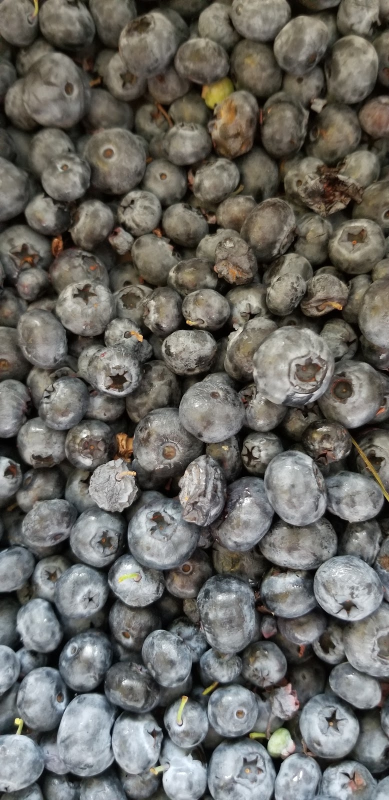Dulay Brother Farms | 19809 Old Dewdney Trunk Rd, Pitt Meadows, BC V3Y 2R8, Canada | Phone: (604) 465-0820