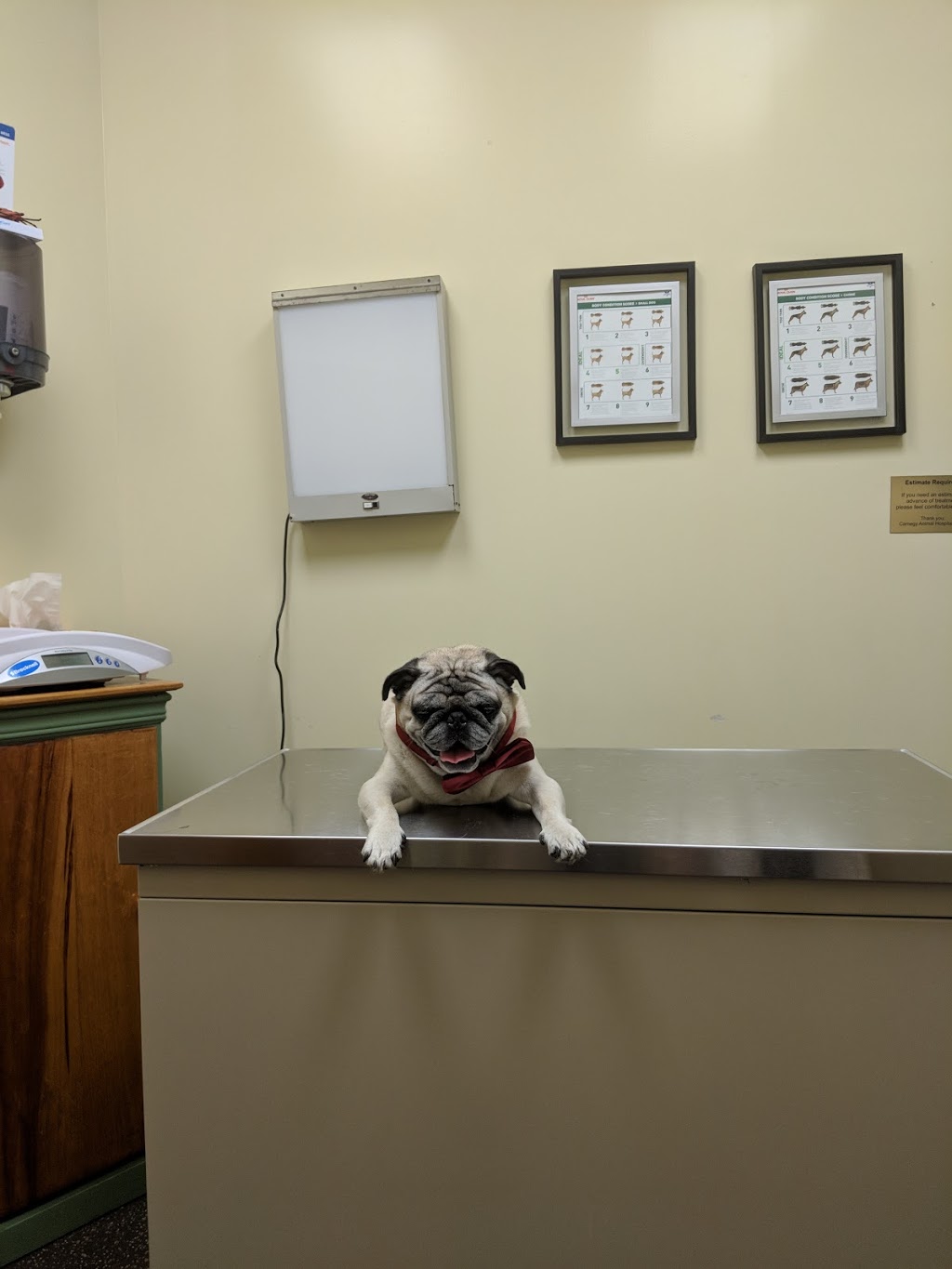 Carnegy Animal Hospital Limited | veterinary care | 7 Langbrae Dr, Halifax, NS B3M 4N7, Canada | 9024571575 OR +1 902-457-1575