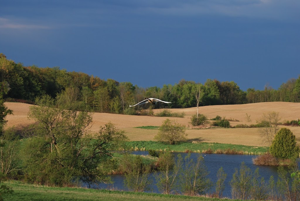 HAYHOE Mark2 | 120 Dayfoot St, Beeton, ON L0G 1A0, Canada | Phone: (647) 519-1194