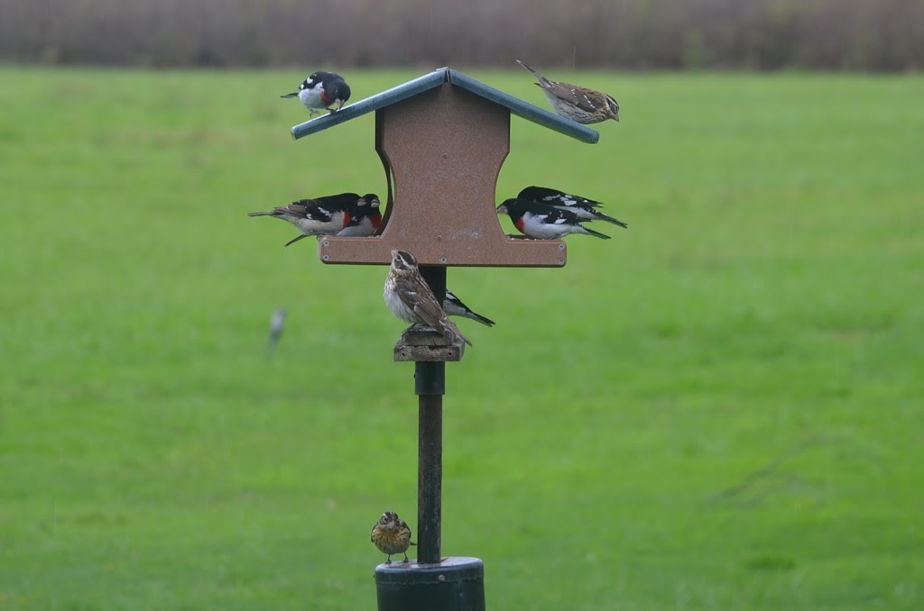 Wild Birds Unlimited | 3835 McKinley Pkwy, Blasdell, NY 14219, USA | Phone: (716) 823-7889