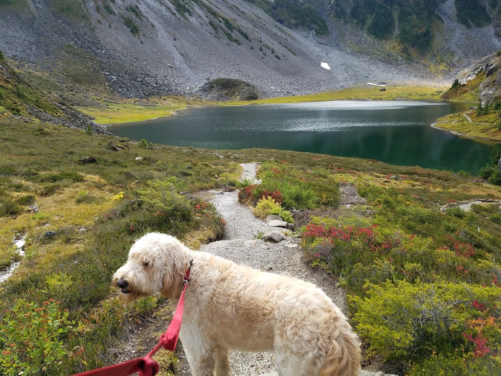Mount Baker Visitor Center | 7509 Mt Baker Hwy, Maple Falls, WA 98266, USA | Phone: (360) 599-1518
