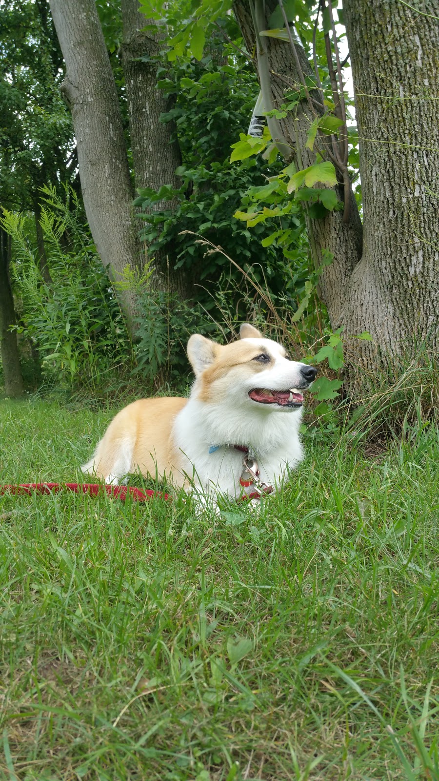 Niagara Falls Dog Park | 2275 Dorchester Rd, Niagara Falls, ON, Canada | Phone: (905) 356-7521 ext. 3330