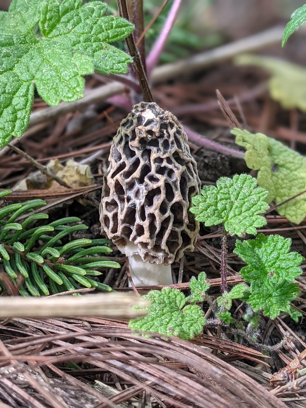 Grand River Mycology | 70 Arrowhead Crescent, Kitchener, ON N2P 1B9, Canada | Phone: (226) 505-0185