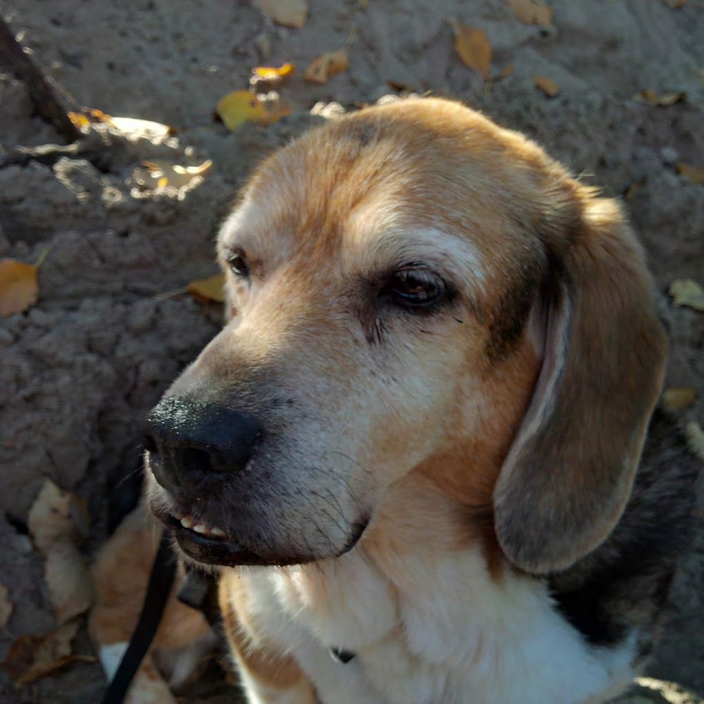 Kew Beach Veterinary Hospital | 1737 Queen St E, Toronto, ON M4L 6S5, Canada | Phone: (416) 778-4598