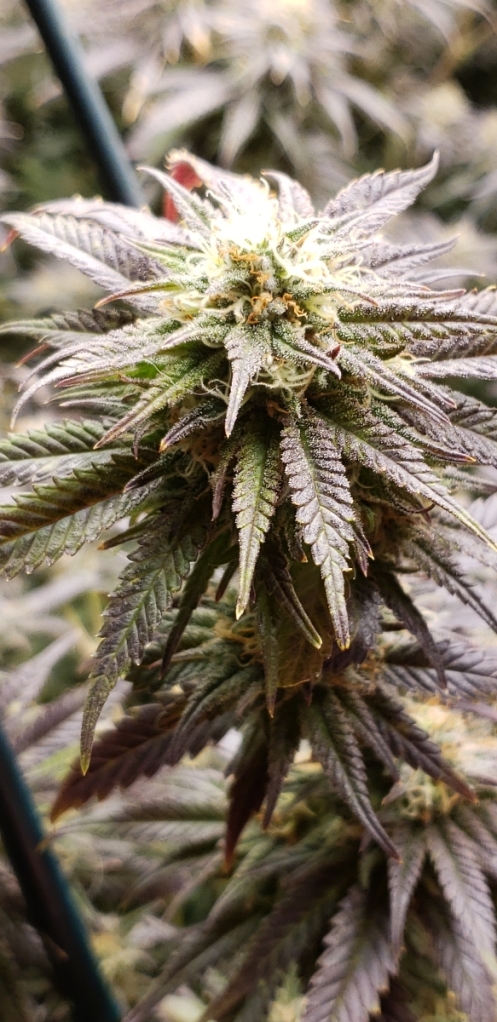 Futur vert | 456 Boulevard des Laurentides, Piedmont, QC J0R 1K0, Canada | Phone: (514) 627-4489