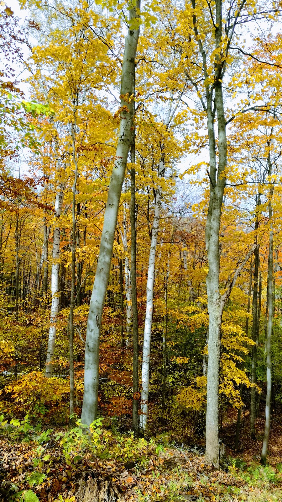 Bruce Trail | Clearview, ON L0M 1L0, Canada