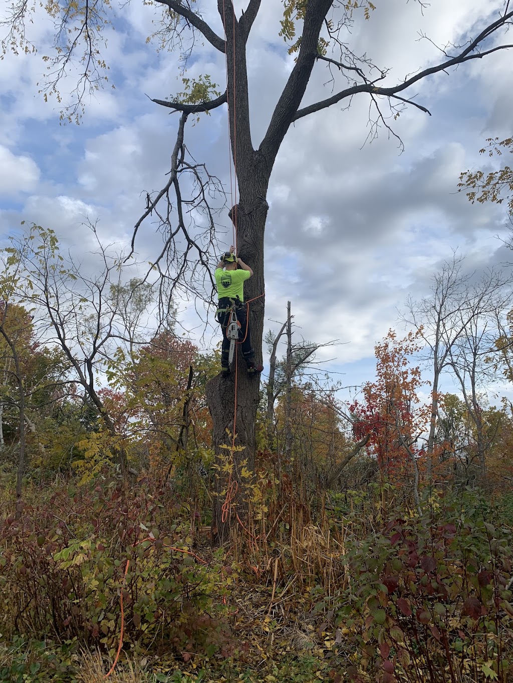 TreeKings Arboriculture Inc. | 1414 Caribou Rd, Minden Hills, ON K0M 1S0, Canada | Phone: (705) 457-5716