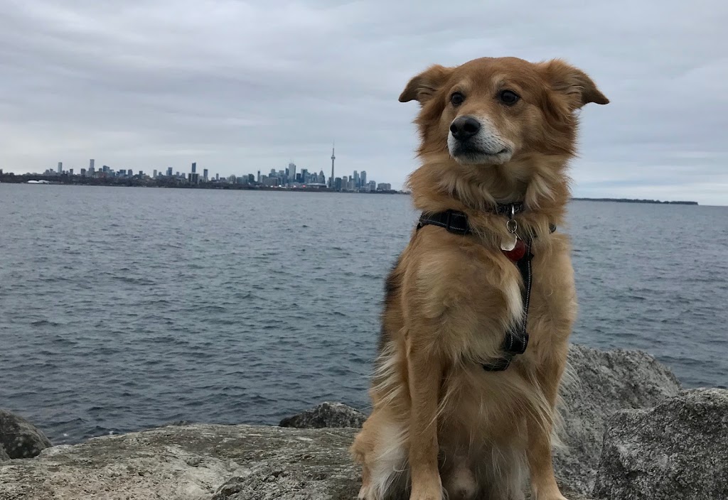 Aces High Dog Services | 162 Berry Rd, Etobicoke, ON M8Y 1W5, Canada | Phone: (416) 702-4106