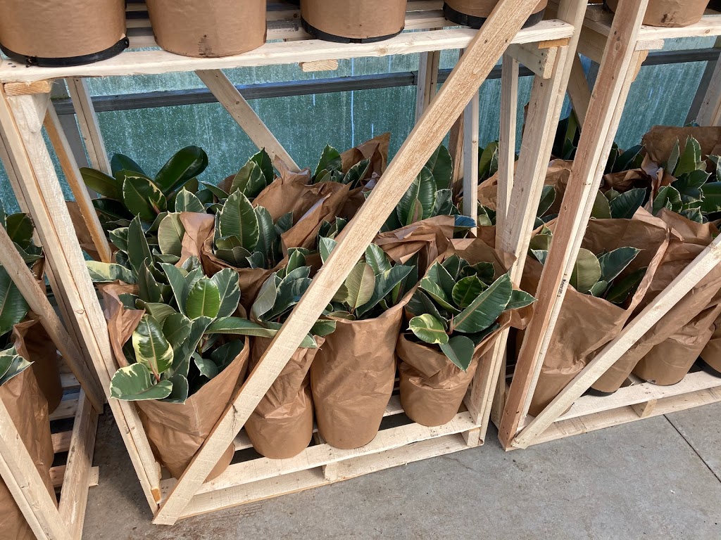 Tropical Trading Co. | 1222 Norfolk County Rd 19, Wilsonville, ON N0E 1Z0, Canada | Phone: (519) 755-1285