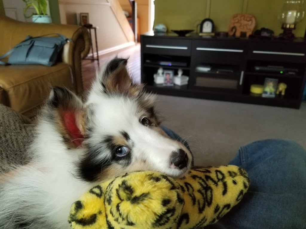 Sunnyseas Shelties | 138 Common St, Liverpool, NS B0T 1K0, Canada | Phone: (902) 354-5911