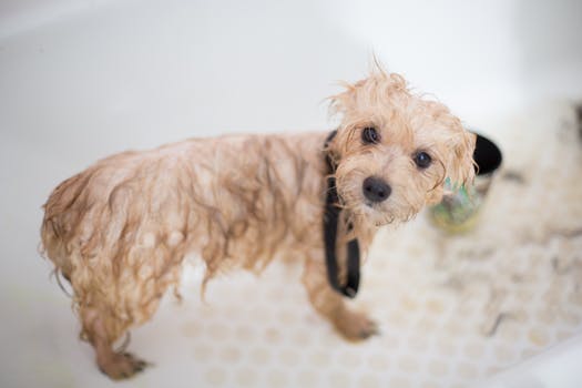 Aquitaine Animal Hospital Mississauga 6550 Meadowvale Town Centre Cir Mississauga On L5n 4b7 Canada