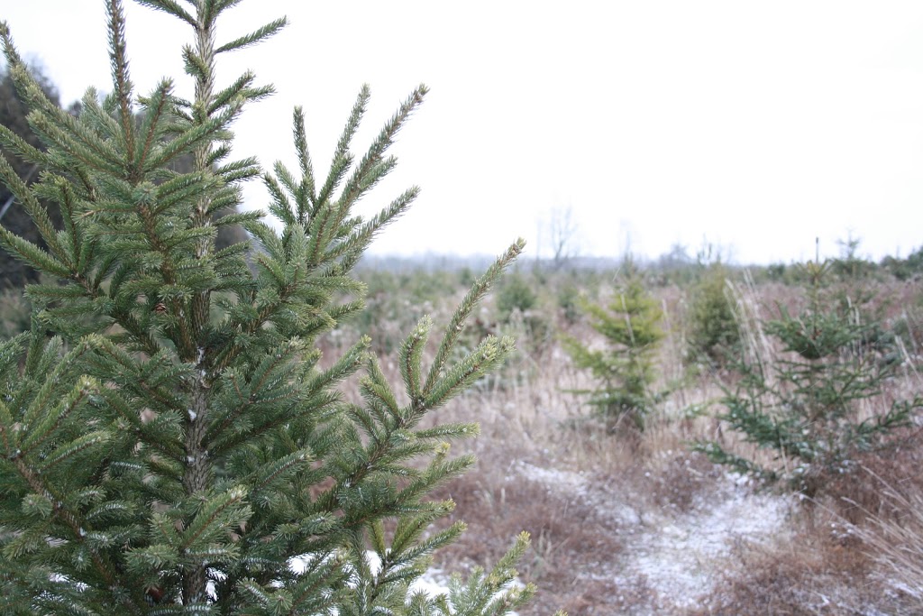 Jingle Bills Christmas Tree Farm | 7373 Concession 1, Puslinch, ON N0B 2J0, Canada | Phone: (519) 546-4659