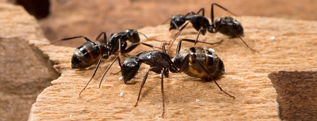 Reliable Pest Control | 1730 McPherson Ct, Pickering, ON L1W 3E6, Canada | Phone: (888) 831-2727