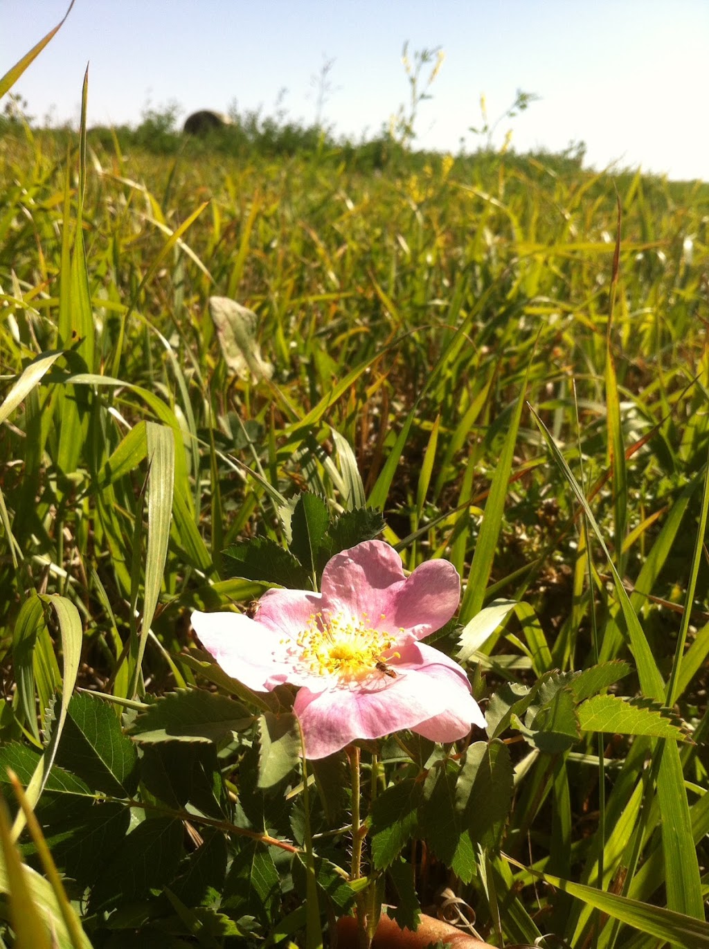 Honey Meadows Farm Inc | 290045 192st East, AB T1S 4A3, Canada | Phone: (403) 701-2804
